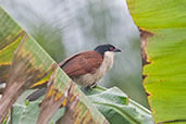 Senegal Coucal, Auntutu Forest, Ghana, May 2011 - click for larger image