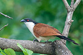 Senegal Coucal, Tono Dam, Ghana, June 2011 - click for larger image