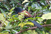 Madagascar Coucal, Perinet, Madagascar, November 2016 - click for larger image