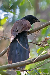 Madagascar Coucal, Berenty Reserve, Madagascar, November 2016 - click for larger image