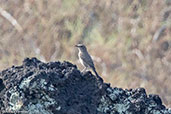 Sombre Rock Chat, Lake Basaka, Ethiopia 2016 - click for larger image