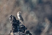 Sombre Rock Chat, Lake Basaka, Ethiopia 2016 - click for larger image