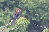 Female Black-casqued Hornbill, Kakum, Ghana, May 2011 - click for larger image