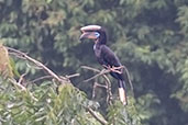 Male Black-casqued Hornbill, Kakum, Ghana, May 2011 - click for larger image