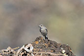 Blackstart, Lake Basaka, Ethiopia 2016 - click for larger image