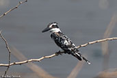 Pied Kingfisher, Lake Beseka, Ethiopia 2016 - click for larger image