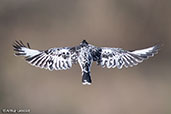 Pied Kingfisher, Ghibe Gorge, Ethiopia 2016 - click for larger image