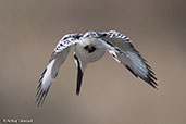 Pied Kingfisher, Ghibe Gorge, Ethiopia 2016 - click for larger image