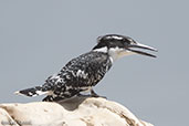 Pied Kingfisher, Jemma River, Ethiopia 2016 - click for larger image