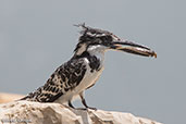 Pied Kingfisher, Jemma River, Ethiopia 2016 - click for larger image