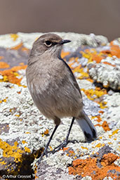 Moorland Chat, Sanetti Plateau, Ethiopia, January 2016 - click for larger image