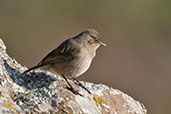 Moorland Chat, Genesa Geden, Ethiopia, January 2016 - click for larger image