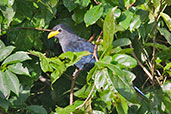 Yellowbill, Kakum, Ghana, May 2011 - click for larger image