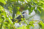 Yellowbill, Auntutu Forest, Ghana, May 2011 - click for larger image