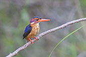 African Pygmy Kingfisher, Shai Hills, Ghana, May 2011 - click for larger image
