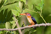 African Pygmy Kingfisher, Shai Hills, Ghana, May 2011 - click for larger image