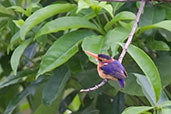 African Pygmy Kingfisher, Shai Hills, Ghana, May 2011 - click for larger image