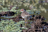 Madagascar Three-banded Plover, Ankarafantsika, Madagascar, November 2016 - click for larger image