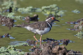 Madagascar Three-banded Plover, Ankarafantsika, Madagascar, November 2016 - click for larger image