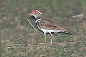 Forbes's Plover, Mole, Ghana, June 2011 - click for larger image
