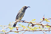 Hunter's Sunbird, Bogol Manyou Road, Ethiopia 2016 - click for larger image