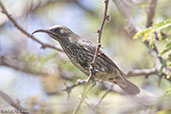 Hunter's Sunbird, Bogol Manyou Road, Ethiopia 2016 - click for larger image