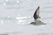 White-fronted Plover, Nosy Ve, Madagascar, November 2016 - click for larger image