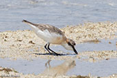 White-fronted Plover, Nosy Ve, Madagascar, November 2016 - click for larger image