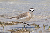 White-fronted Plover, Nosy Ve, Madagascar, November 2016 - click for larger image