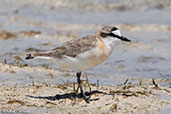 White-fronted Plover, Nosy Ve, Madagascar, November 2016 - click for larger image