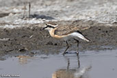 Kittlitz's Plover, Abijatta Lake, Ethiopia 2016 - click for larger image