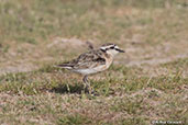 Kittlitz's Plover, Belalanda Wetlands, Madagascar, November 2016 - click for larger image