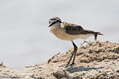 Kittlitz's Plover, Ifaty, Madagascar, November 2016 - click for larger image