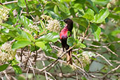 Male Scarlet-chested Sunbird, Mole, Ghana, June 2011 - click for larger image