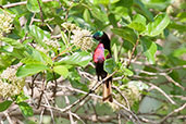 Male Scarlet-chested Sunbird, Mole, Ghana, June 2011 - click for larger image