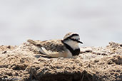 Black-banded Plover, Ifaty Salt Pans, Madagascar, November 2016 - click for larger image