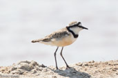 Black-banded Plover, Ifaty Salt Pans, Madagascar, November 2016 - click for larger image