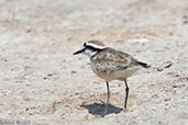 Black-banded Plover, Ifaty Salt Pans, Madagascar, November 2016 - click for larger image