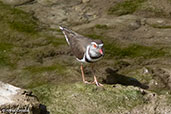 African Three-banded Plover, Jemma River, Ethiopia, January 2016 - click for larger image