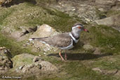 African Three-banded Plover, Jemma River, Ethiopia, January 2016 - click for larger image