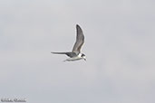 White-winged Tern, Lake Shalla, Ethiopia, January 2016 - click for larger image