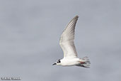 White-winged Tern, Lake Shalla, Ethiopia, January 2016 - click for larger image