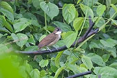 Simple Greenbul, Ghana, May 2011 - click for larger image