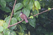 Simple Greenbul, Ghana, May 2011 - click for larger image