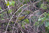 Orange-breasted Bush Shrike, Mole, Ghana, June 2011 - click for larger image