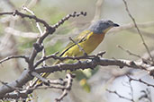 Orange-breasted Bush Shrike, Lake Awassa, Ethiopia, January 2016 - click for larger image