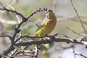 Orange-breasted Bush Shrike, Lake Awassa, Ethiopia, January 2016 - click for larger image