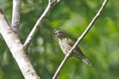 Female African Emerald Cuckoo, Kakum, Ghana, May 2011 - click for larger image