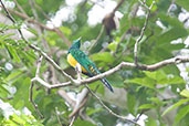 Male African Emerald Cuckoo, Kakum, Ghana, May 2011 - click for larger image