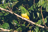 Male African Emerald Cuckoo, Harenna Forest, Ethiopia, January 2016 - click for larger image